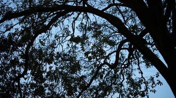 The moon night view with the branches silhouette of the tree in the dark evening photo