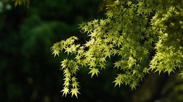 The fresh green leaves on the branches of the trees in spring photo