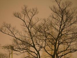 The bare tree view in the dark evening photo