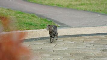One cute cat having a rest in the yard photo