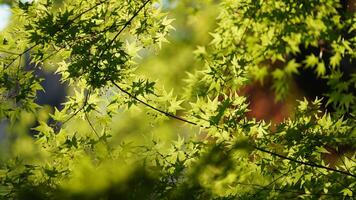 The fresh green leaves on the branches of the trees in spring photo