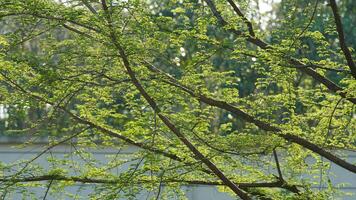 The fresh green leaves on the branches of the trees in spring photo