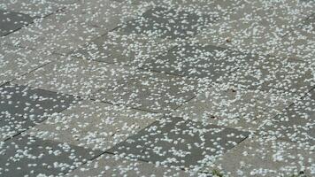 The dropped flowers full of the surface of the floor and water in spring photo