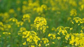 The beautiful yellow oilseed flowers blooming in the rice fields in the countryside of the south China in spring photo