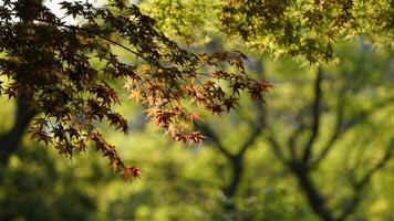 The fresh green leaves on the branches of the trees in spring photo