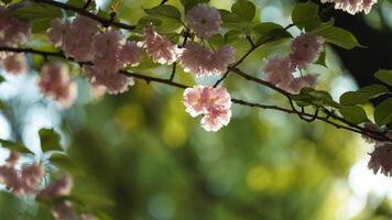 The beautiful pink and white flowers blooming in the garden in spring photo