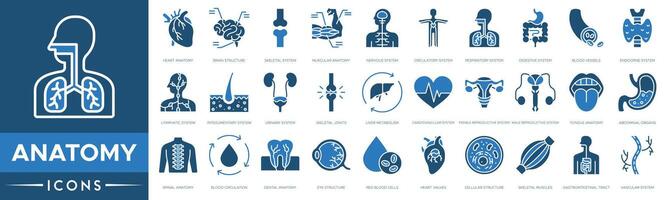 Anatomy icon set. Heart Anatomy, Brain Structure, Skeletal System, Muscular Anatomy, Nervous System, Circulatory System and Respiratory System vector