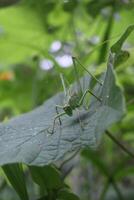 Good Grasshopper Camouflage Technique by Perching on Green Leaves photo