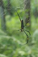 Black Spider Perched on Its Web in the Afternoon photo