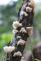 Pile of White Fungus Growing on Dead Tree Trunk photo