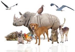 Group of animals posing around a border dog, cat, turtle, rabbit, bird, deer, rhinocerus photo