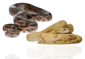 Two snakes with distinct patterns, one dark and the other light, coiled in a peaceful resting position. photo
