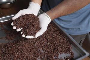 Cocoa nibs in hand in cocoa factory photo