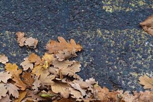 Autumn Leaves Floor on gray pavement with peeling paint texture photo