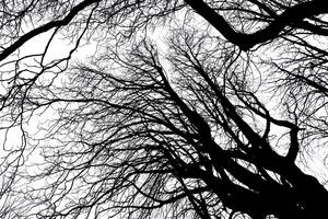 Tree Silhouette in Nature on a white background photo