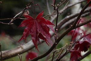 Vivid Autumn Maple Leaves in Red and Yellow photo