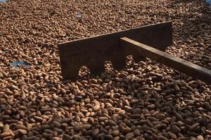 Cocoa beans, or cacao beans being dried on a drying platform after being fermented photo