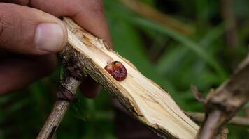 Red branch borer or red coffee borer, coffee stem borer. Diseases and pests affecting coffee plants. photo