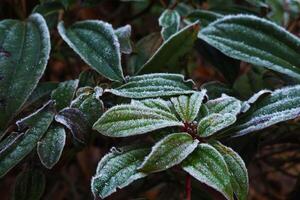 Dew-covered grass amidst snow, the beauty of nature's textures photo