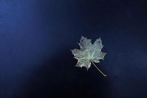 Maple Leaves amidst autumn leaves and snowflakes photo