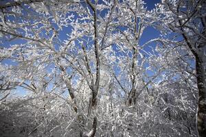 The trees are covered with a white layer and the sky is blue. Fairy tale landscape. photo