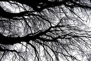 Tree Silhouette in Nature on a white background photo