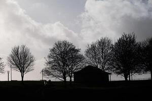 Park Sunset Silhouette, A tranquil scene of a tree's silhouette against a sunset backdrop in a serene park setting photo