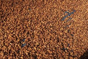 Cocoa beans, or cacao beans being dried on a drying platform after being fermented photo