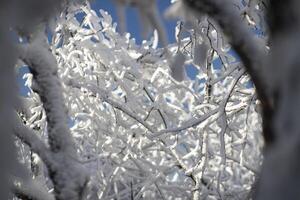 The trees are covered with a white layer and the sky is blue. Fairy tale landscape. photo
