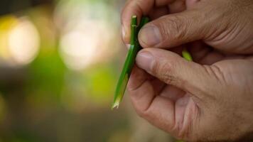 Grafting coffee shoots is a technique used to propagate coffee plants photo