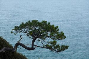 Tree by the serene sea, a picturesque beachscape photo