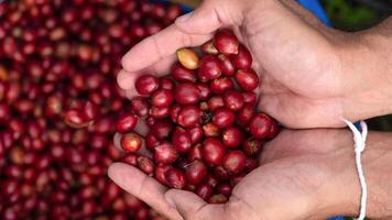 Fresh red coffee red cherry coffee bean in hands photo