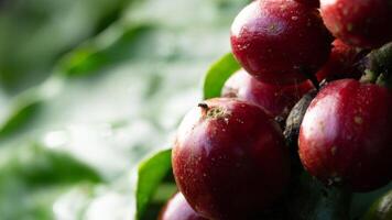 Red coffee beans that are pierced with black twig borer, black coffee borer, black coffee twig borer, and tea stem borer photo