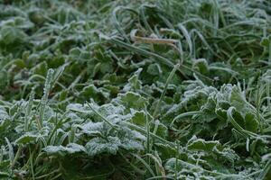 Dew-covered grass amidst snow, the beauty of nature's textures photo