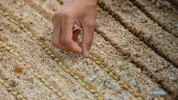 Farmer's hand planting seeds in soil, Hand growing seeds of coffee on sowing soil at garden metaphor gardening, agriculture concept. photo