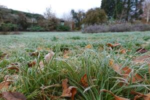 Dew-covered grass amidst snow, the beauty of nature's textures photo