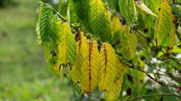 Leaves of a coffee plant damaged by pests photo