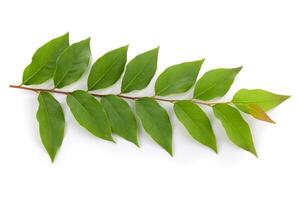 fresh green leaves isolated on a white background photo