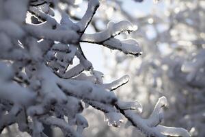 Elevated perspective of a large forest and deciduous trees that are covered in a thick layer of snow and ice. photo