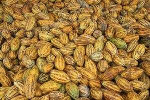 Fresh cocoa pod cut exposing cocoa seeds, with a cocoa plant photo