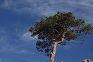Lonely tree in the background blue sky and white clouds photo