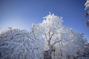 Elevated perspective of a large forest and deciduous trees that are covered in a thick layer of snow and ice. photo
