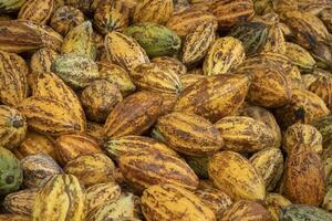 Fresh cocoa pod cut exposing cocoa seeds, with a cocoa plant photo