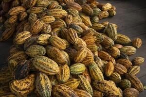 Cocoa pod on the cacao tree, Fresh yellow cocoa pod under the cacao tree on a farm photo