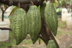 Cocoa pod on the cacao tree, Fresh yellow cocoa pod under the cacao tree on a farm photo