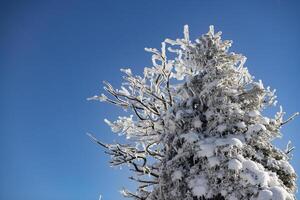 The trees are covered with a white layer and the sky is blue. Fairy tale landscape. photo