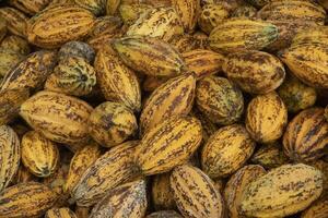 Fresh cocoa pod cut exposing cocoa seeds, with a cocoa plant photo