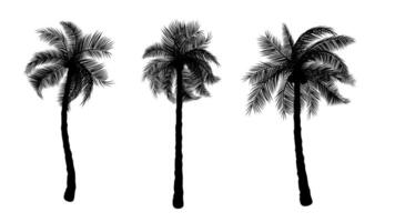 Silhouette of Coconut Palm Tree with isolated white background illustration vector