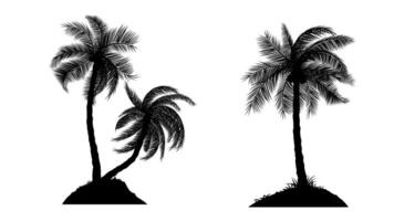 Silhouette of Coconut Palm Tree with isolated white background illustration vector