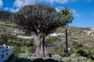 Dragon tree from Icod de los Vinos in Tenerife. It is over 16 m high and stretches its crown broadly into the sky. Its trunk circumference is more than 6 meters. photo